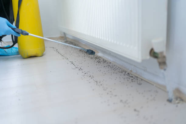 Best Local Pest Control Services  in Greenacres, FL